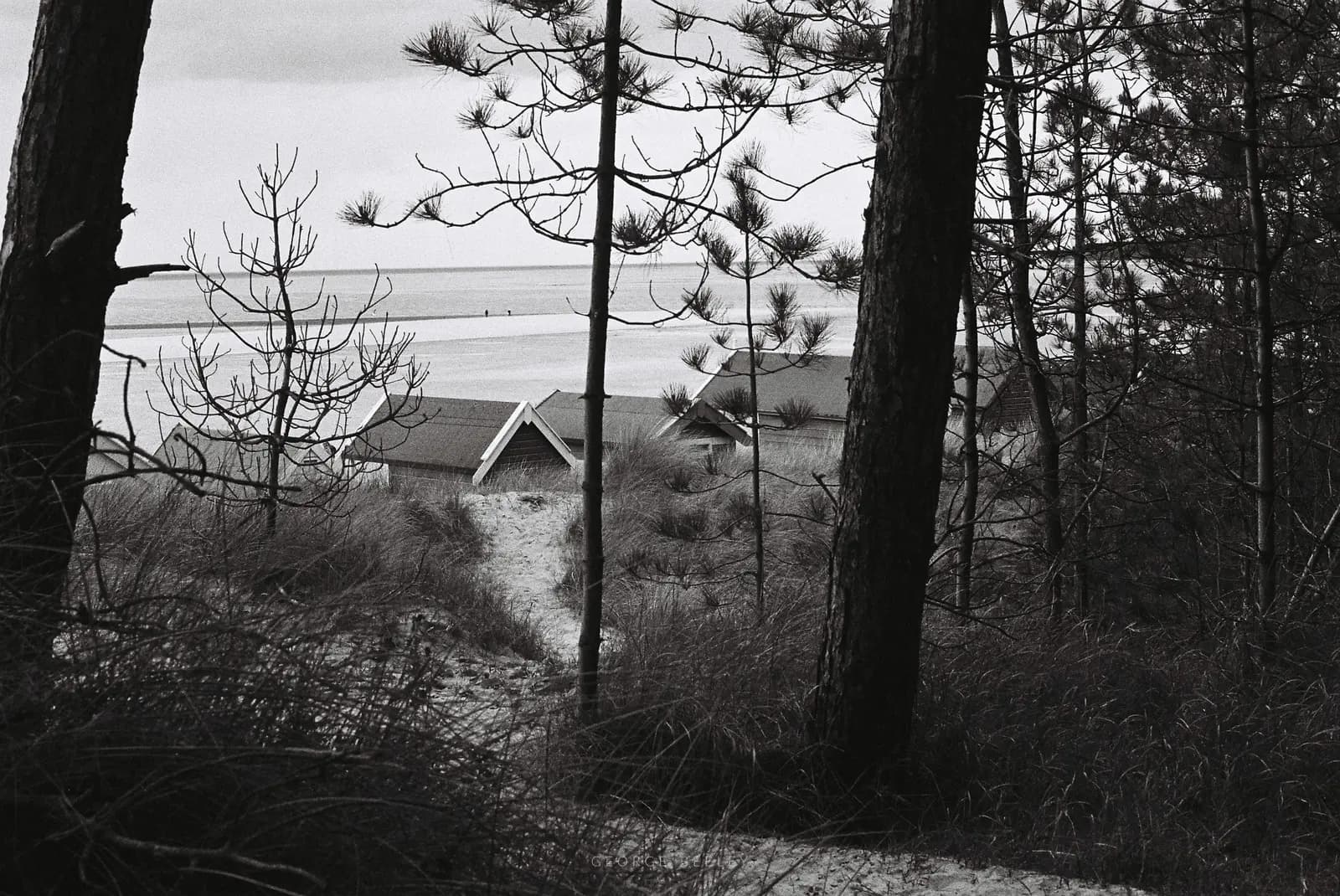 Landscape 55