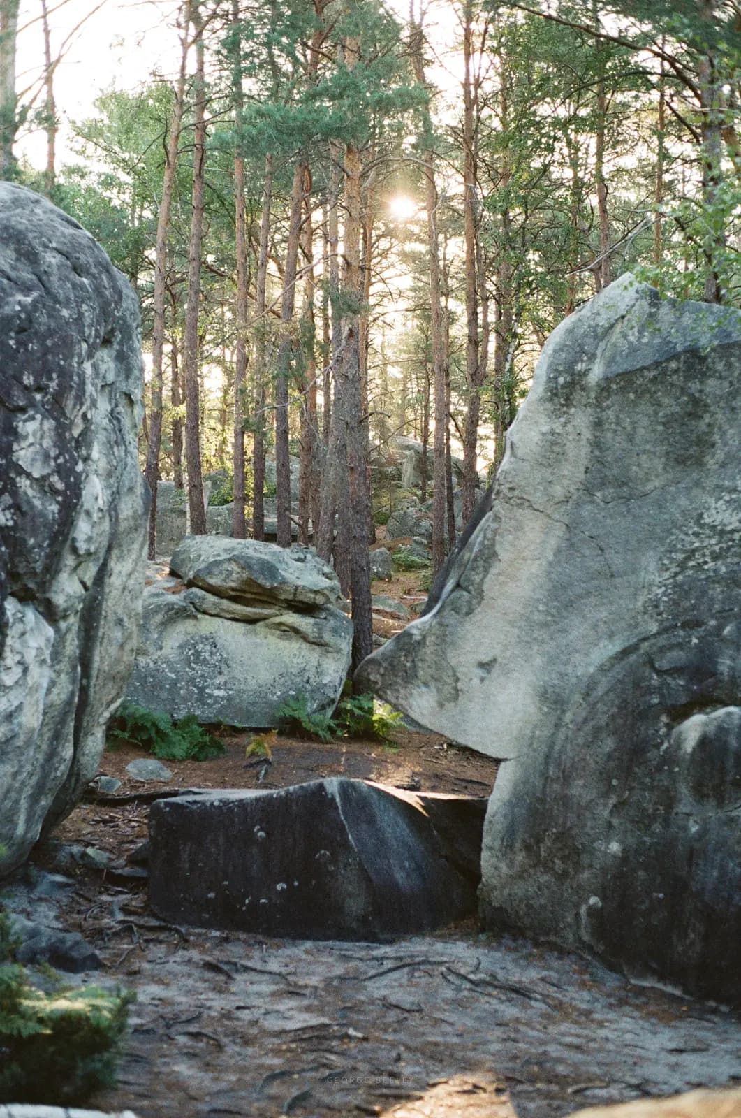 Landscape 01